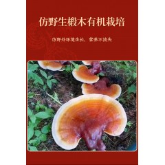 香港宝芝林破壁灵芝孢子粉礼盒装60g